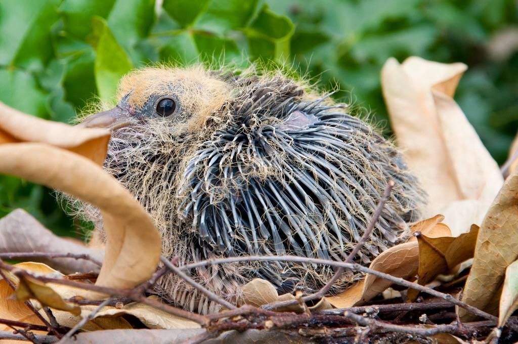 Baby rock dove by LifeSupercharger is licensed under CC BY 2.0.